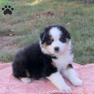 Duke, Australian Shepherd Puppy