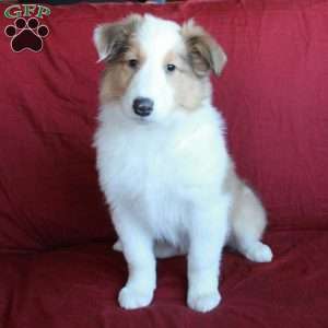 Duke, Collie Puppy