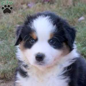 Duke, Australian Shepherd Puppy