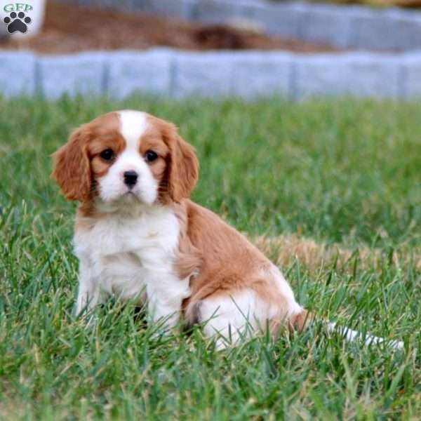 Duke, Cavalier King Charles Spaniel Puppy