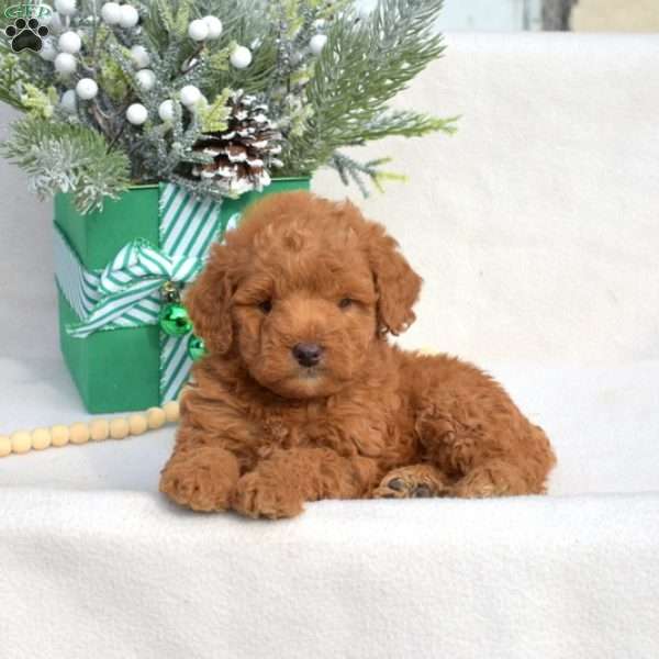 Dusty, Mini Labradoodle Puppy