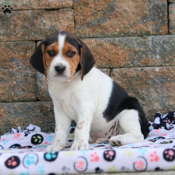 Dusty, Beagle Puppy