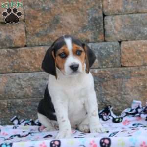 Dusty, Beagle Puppy