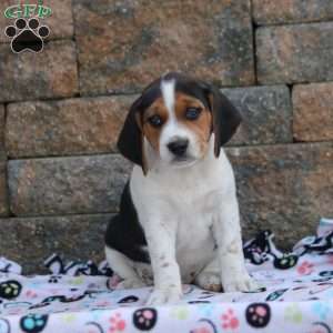 Dusty, Beagle Puppy