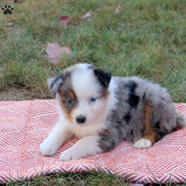 Dwayne, Australian Shepherd Puppy