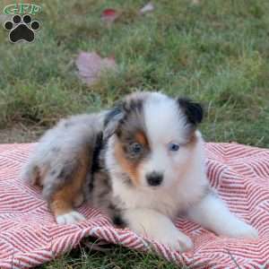 Dwayne, Australian Shepherd Puppy