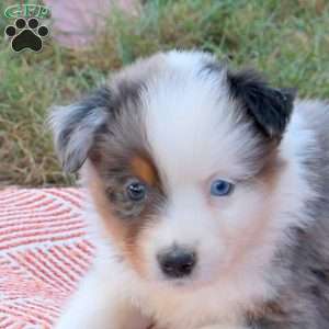 Dwayne, Australian Shepherd Puppy