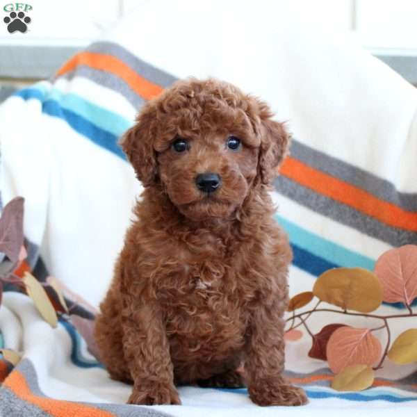 Dylan, Toy Poodle Puppy