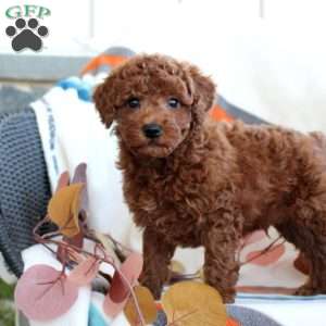 Dylan, Toy Poodle Puppy