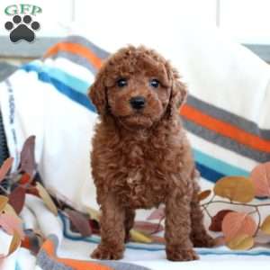 Dylan, Toy Poodle Puppy