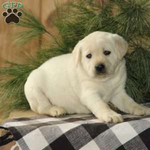 Dandy, Yellow Labrador Retriever Puppy