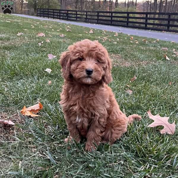 Shadow, Mini Goldendoodle Puppy