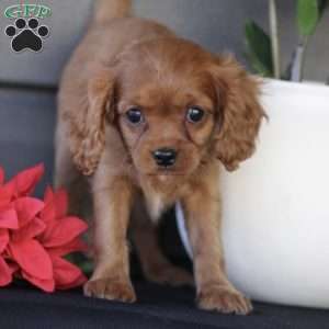 Sophie, Cavapoo Puppy