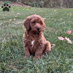 Dakota, Mini Goldendoodle Puppy