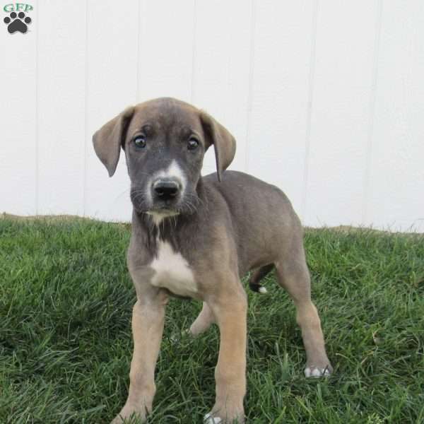 Luna, Great Dane Puppy