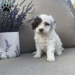 Remi, Maltipoo Puppy