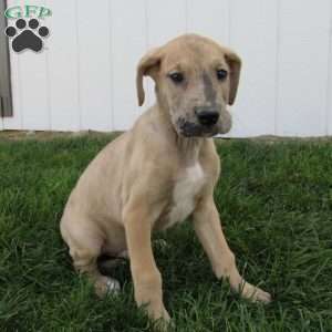 Simon, Great Dane Puppy