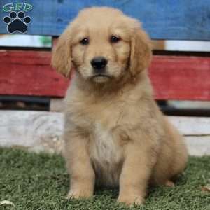 Taylor, Golden Retriever Puppy