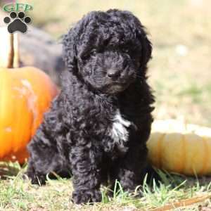 Captain, Mini Labradoodle Puppy