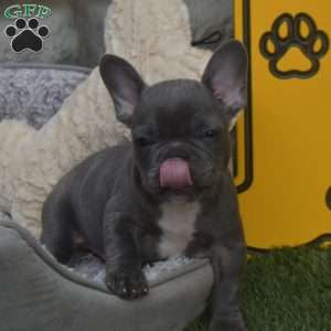 Ricky, French Bulldog Puppy