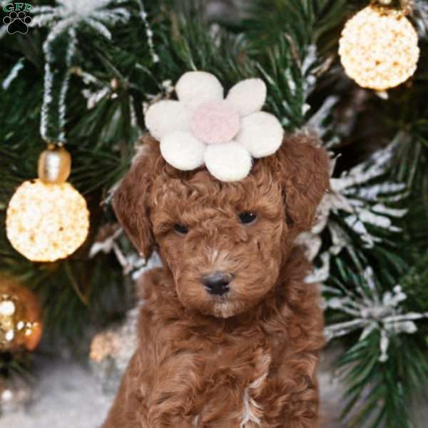 Cinnamon, Mini Goldendoodle Puppy