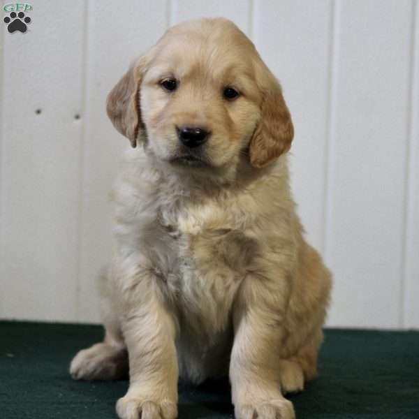 Lilly, Golden Retriever Puppy