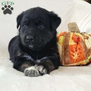 Jaxon, Labrador Mix Puppy