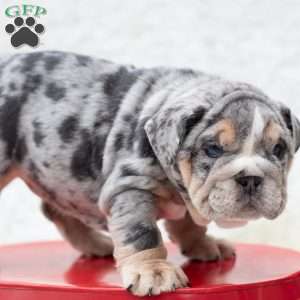 Platinum, English Bulldog Puppy