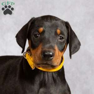 Kelsey, Doberman Pinscher Puppy