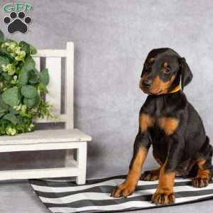 Kelsey, Doberman Pinscher Puppy