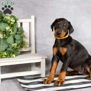 Kelsey, Doberman Pinscher Puppy