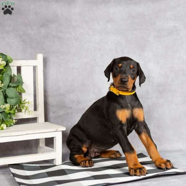 Kelsey, Doberman Pinscher Puppy