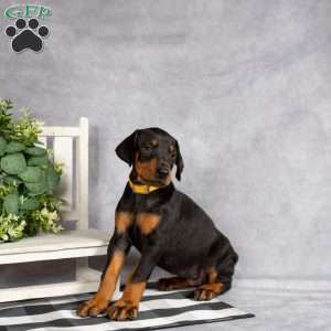 Kelsey, Doberman Pinscher Puppy