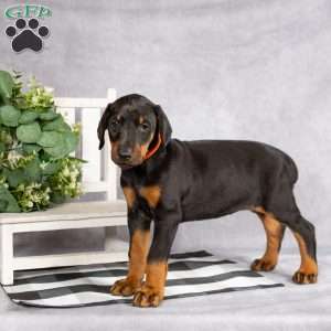 Kelly, Doberman Pinscher Puppy