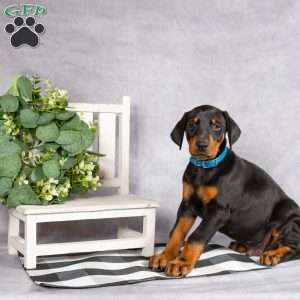 Karter, Doberman Pinscher Puppy