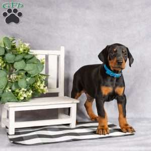 Karter, Doberman Pinscher Puppy