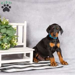 Karter, Doberman Pinscher Puppy