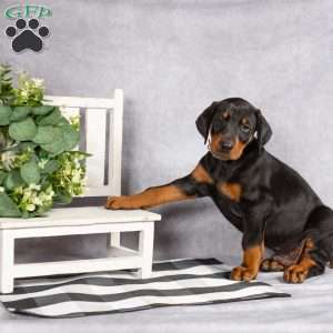 Karter, Doberman Pinscher Puppy