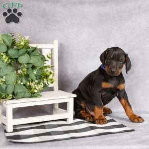 Karson, Doberman Pinscher Puppy