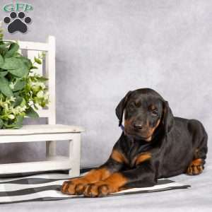 Karson, Doberman Pinscher Puppy