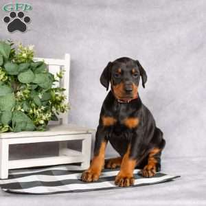 Kingston, Doberman Pinscher Puppy