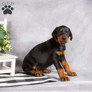 Kingston, Doberman Pinscher Puppy