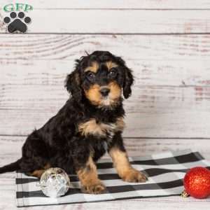 Rainbow, Cavapoo Puppy