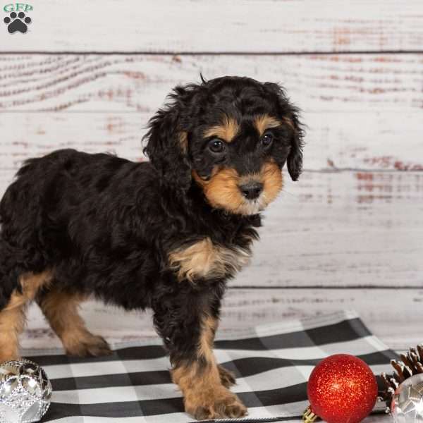 Rainbow, Cavapoo Puppy