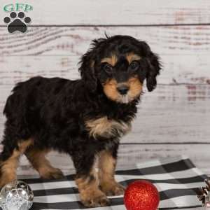 Rainbow, Cavapoo Puppy