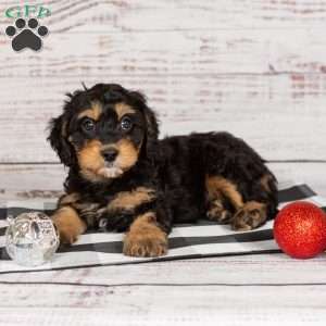 Rainbow, Cavapoo Puppy