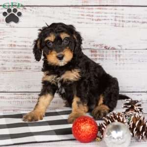 Rainbow, Cavapoo Puppy