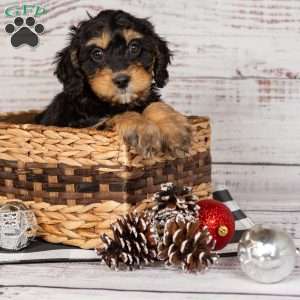 Rainbow, Cavapoo Puppy