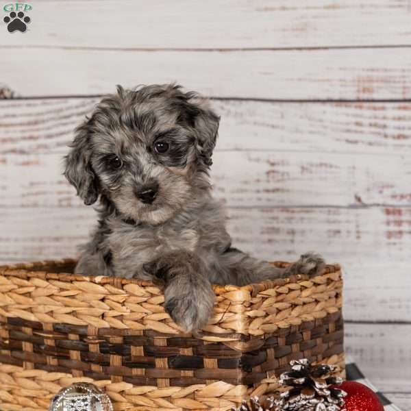 Ringo, Cavapoo Puppy