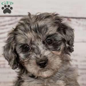 Ringo, Cavapoo Puppy